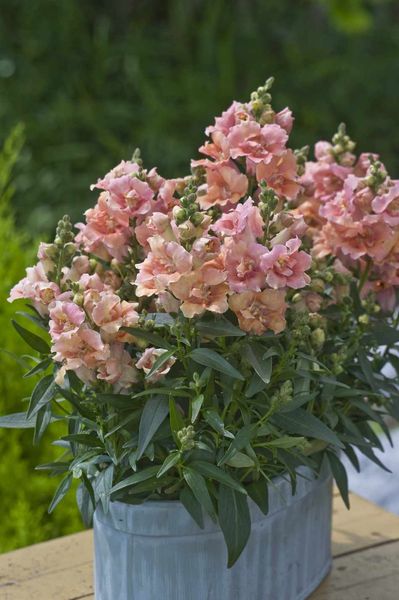 Hovedbilde Antirrhinum majus Twinny Peach. Løvemunn -Frø-