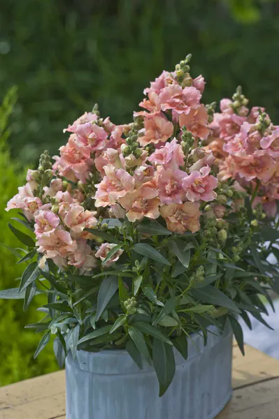 Hovedbilde Antirrhinum majus Twinny Peach. Løvemunn -Frø-