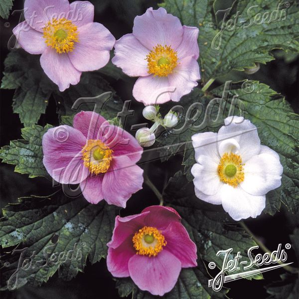 Hovedbilde Anemone hupehensis Rose Beauty (japonica) - Frø -