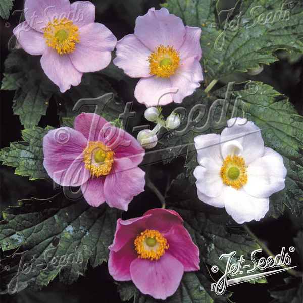 Hovedbilde Anemone hupehensis Rose Beauty (japonica) - Frø -