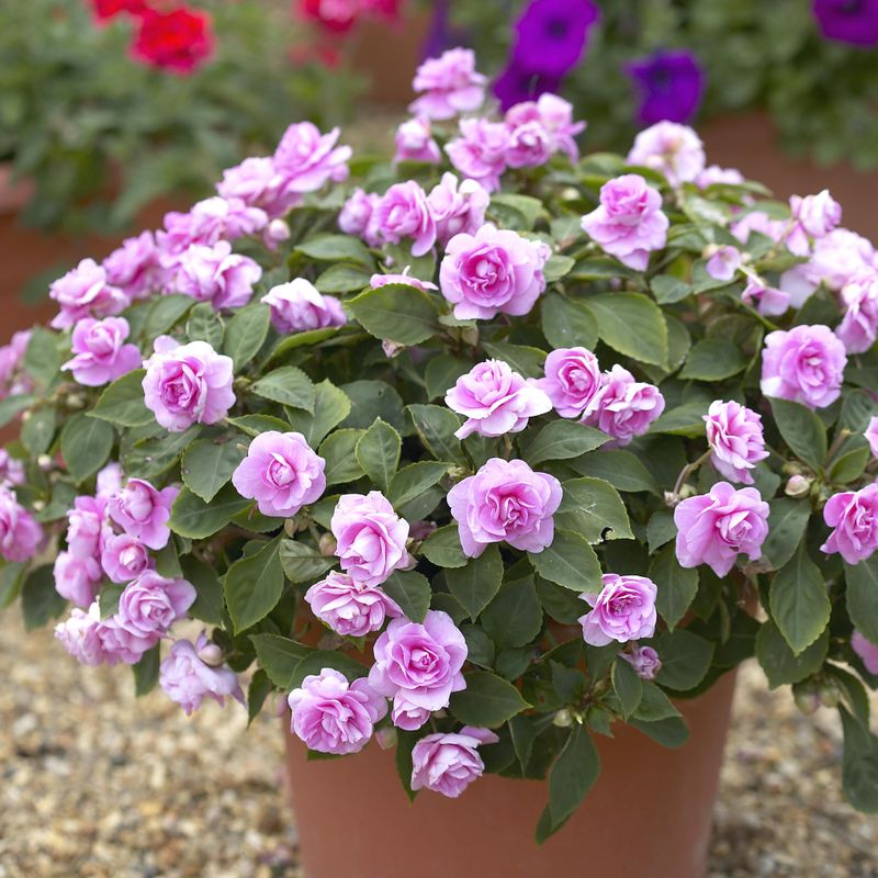 Impatiens Glimmer Double Pink. Flittiglise - 1 plante i 10,5 cm 