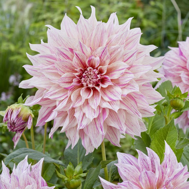 Dahlia Café au lait Twist - 1 knoll