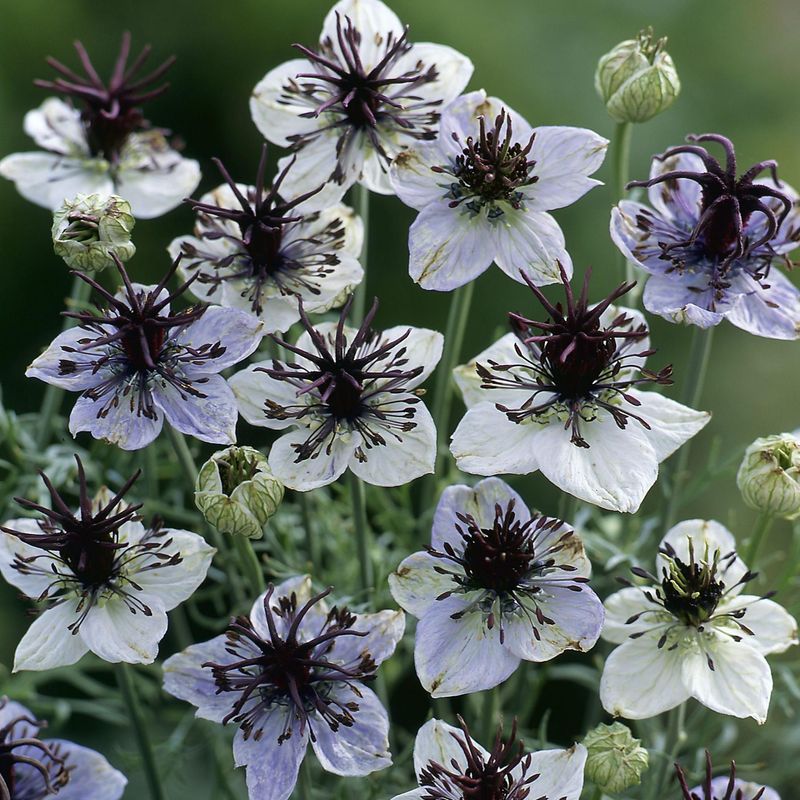 Nigella papillosa Delft Blue -Frø-