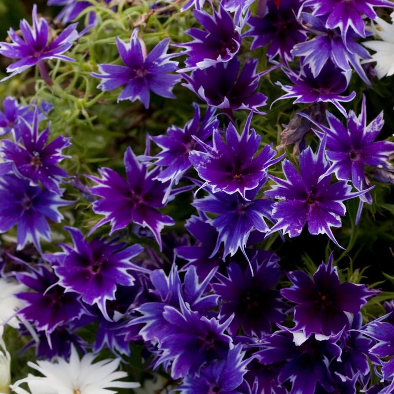 Phlox drummondii Popstars Deep Blue F1-Frø- Sommerfloks