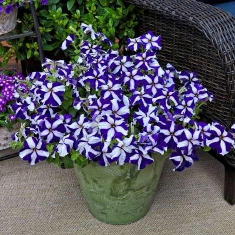 Petunia grandiflora Tritunia Blue Star - Frø -