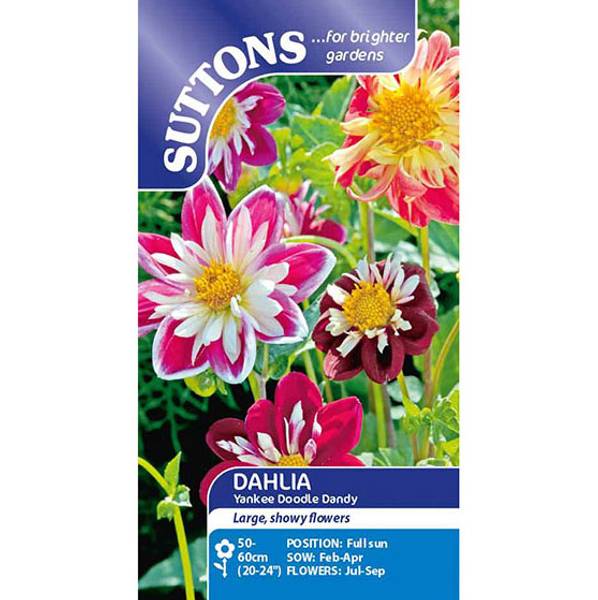 Bilde av Dahlia Yankee Double Dandy -Frø- Sommergeorgine