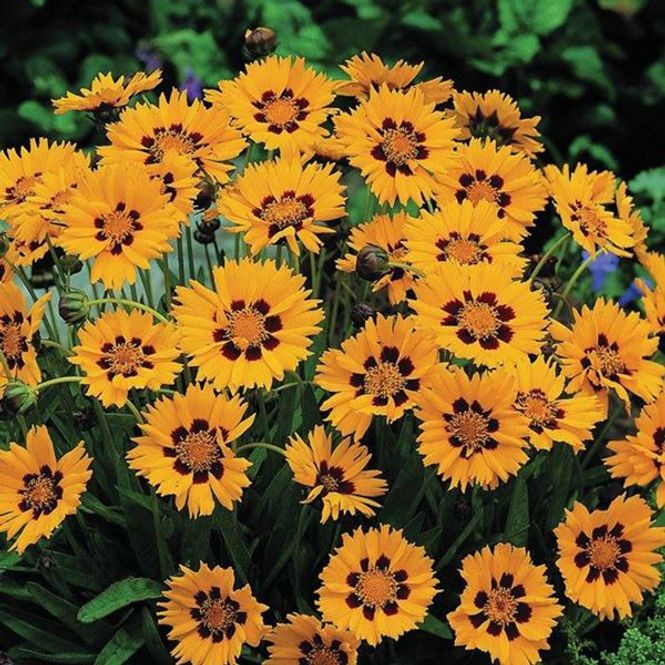 Hovedbilde Coreopsis Sunfire -Frø-Kransvakkerøye