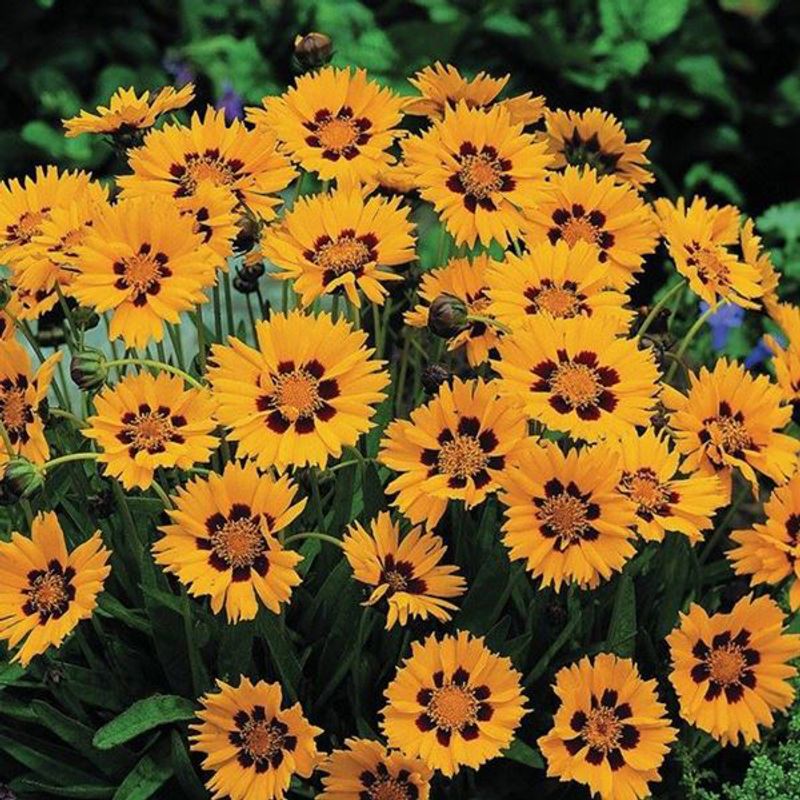 Coreopsis Sunfire -Frø-Kransvakkerøye