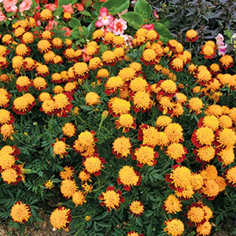 Tagetes patula Solan -Frø- Fløyelsblomst