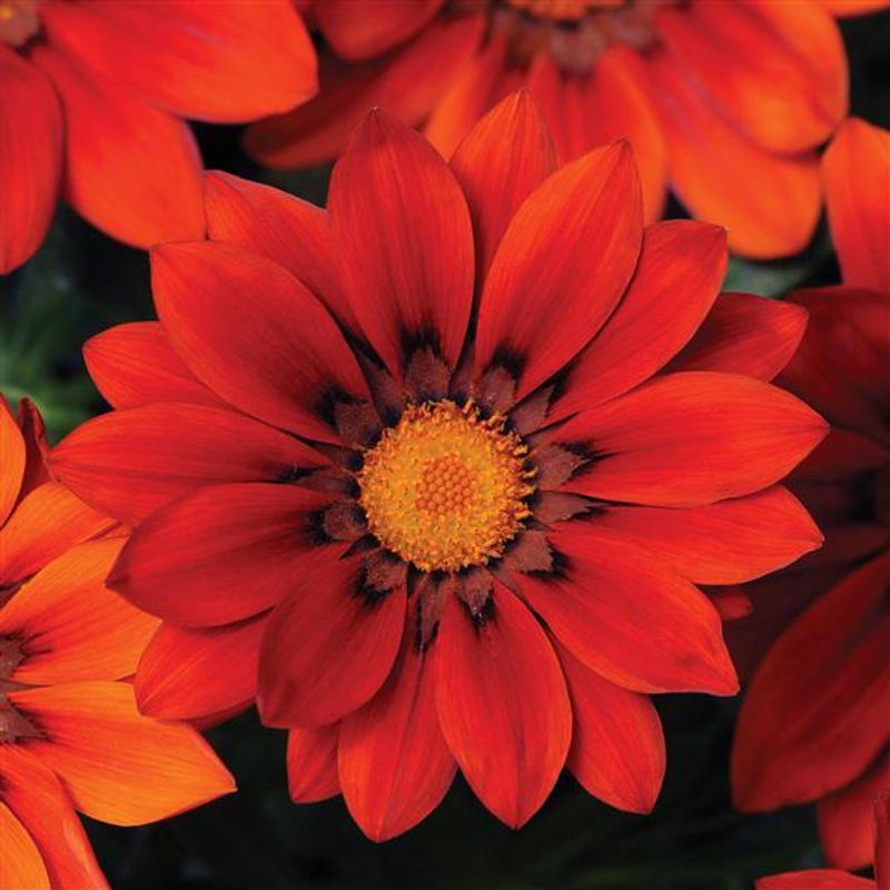 Gazania rigens New Day Red Shades -Frø- Påfuglblomst