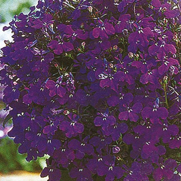 Bilde av LOBELIA Riviera Midnight Blue