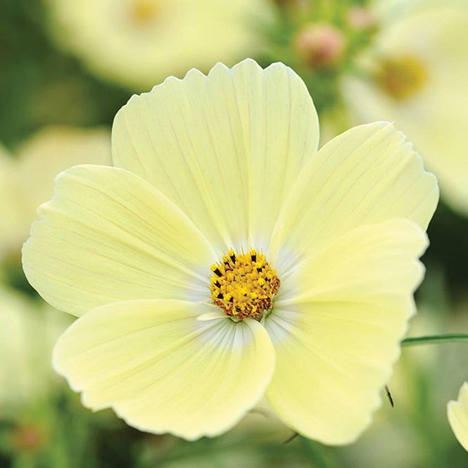 Hovedbilde Cosmos bipinnatus Lemonade - Frø - Pyntekorg