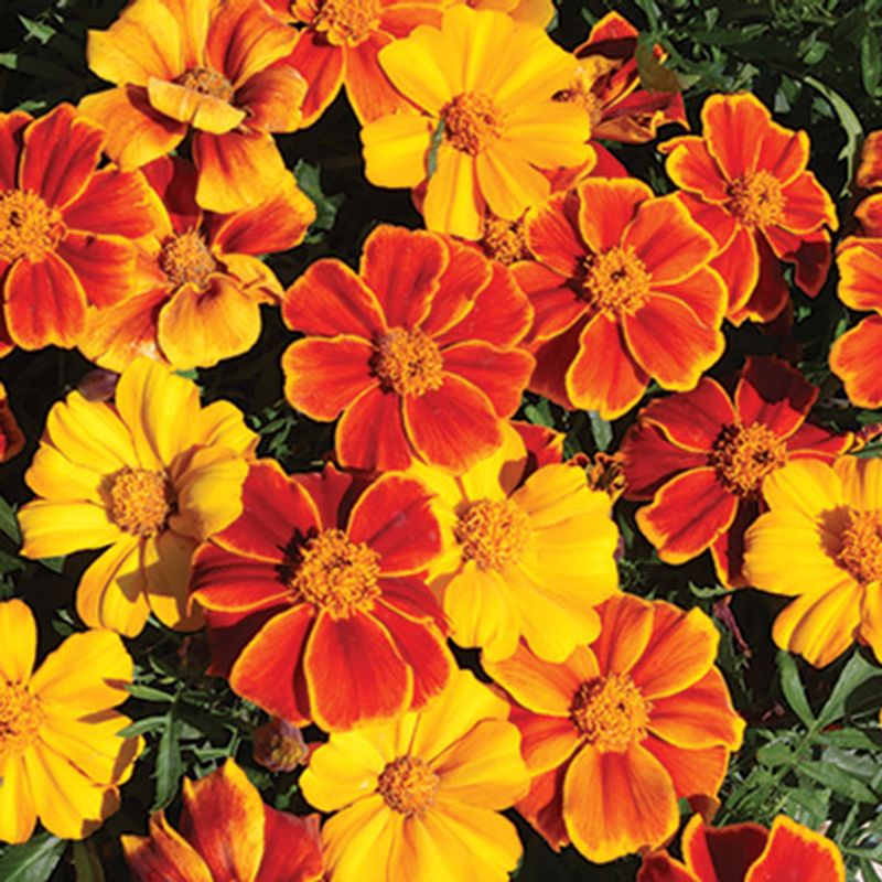 Tagetes patula Sunglow -Frø- Fløyelsblomst