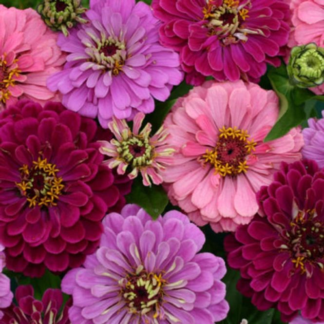 Hovedbilde Zinnia elegans Art Deco -Frø-