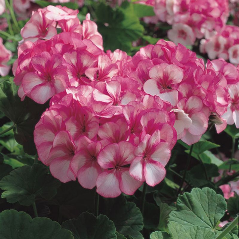Pelargonium F1 Maverick Star -Frø-