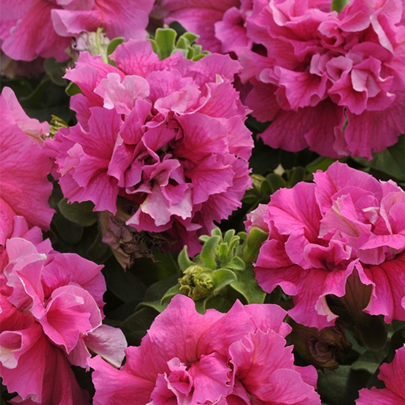 Petunia grandiflora Double Cascade Pink. F1 -Frø- Storblomstret