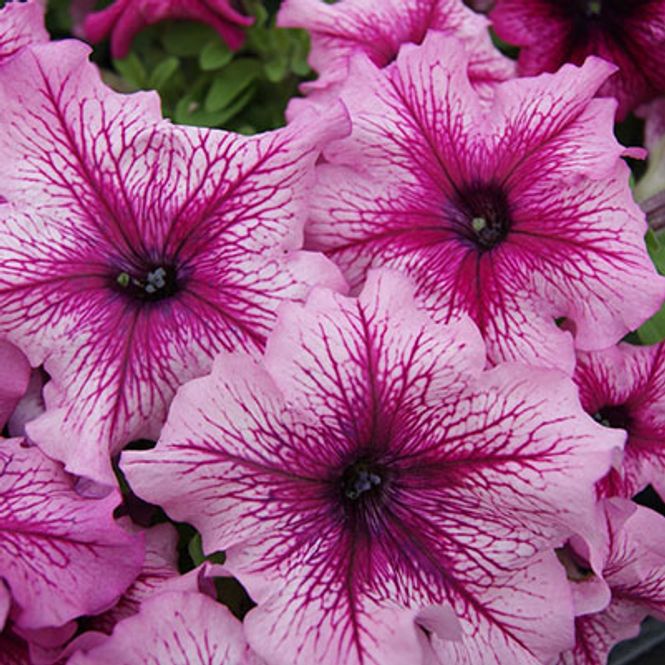 Hovedbilde Petunia   Limbo Orchid Veined  F1 -Frø- 