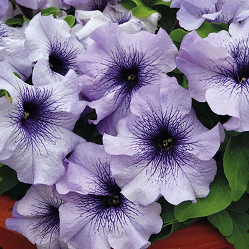 Petunia Limbo  GP Blue Veined F1 -Frø-
