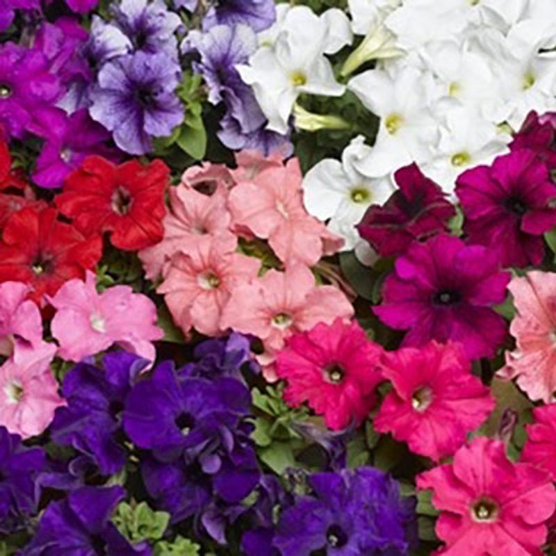 Petunia Uni Mix. F1 -Frø-