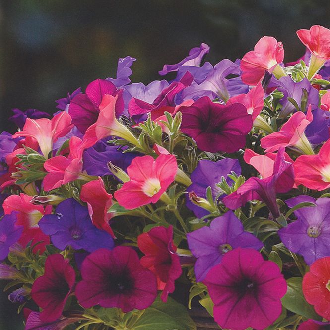Hovedbilde Petunia Picobella Cascade Mix F1 -Frø-