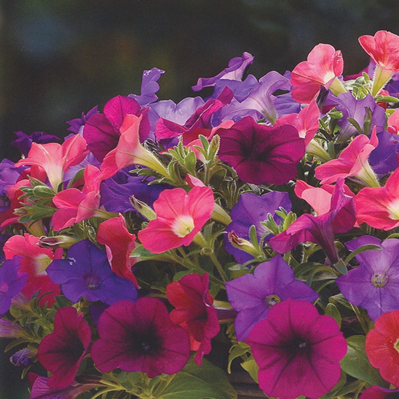 Petunia Picobella Cascade Mix F1 -Frø-