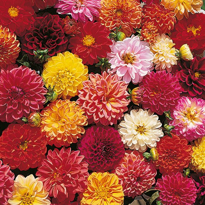 Hovedbilde Dahlia Double Extreme -Frø- Sommergeorgine