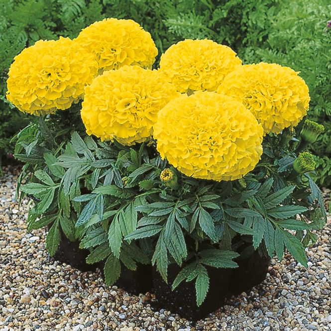 Hovedbilde Tagetes  Antiqua Yellow F1 -Frø- Fløyelsblomst