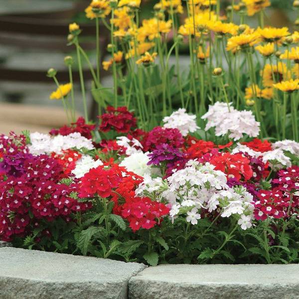 Bilde av VERBENA Compacta Quartz XP Mixture