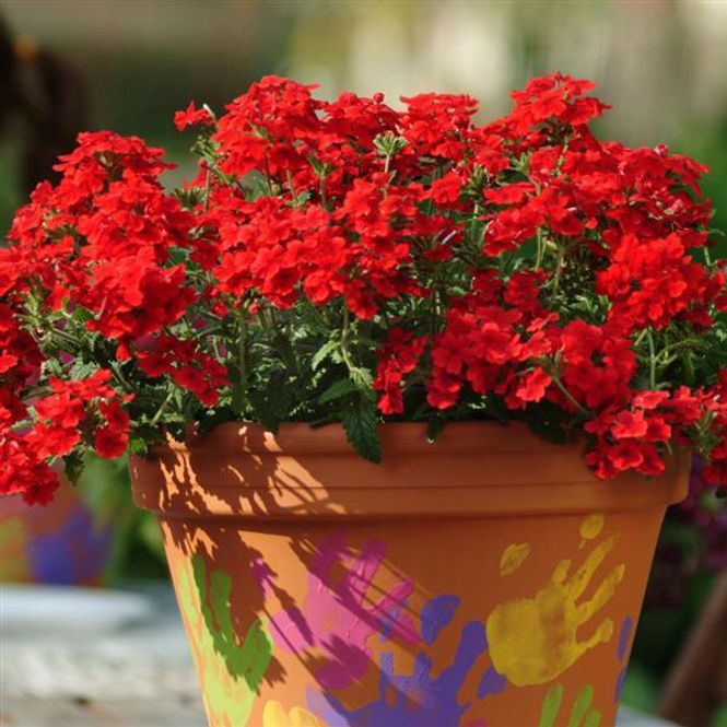 Hovedbilde Verbena compacta Quartz XP Scarlet -Frø-
