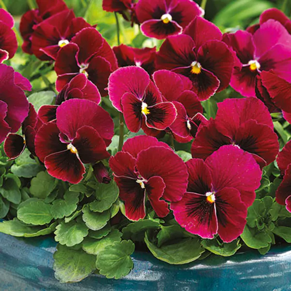 Hovedbilde Viola cornuta Penny Rose Blotch F1 -Frø- Stemor