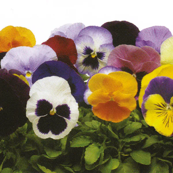 Hovedbilde Viola Wittrockiana Plus Clear Mix F1 -Frø- Stemor