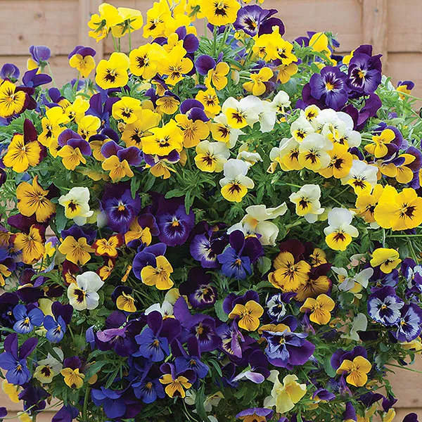 Hovedbilde Viola hybrida  All Spice Mix F1 -Frø- Stemor