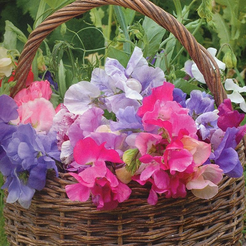 Lathyrus Sweet Dreams Mix - Frø - Blomsterert
