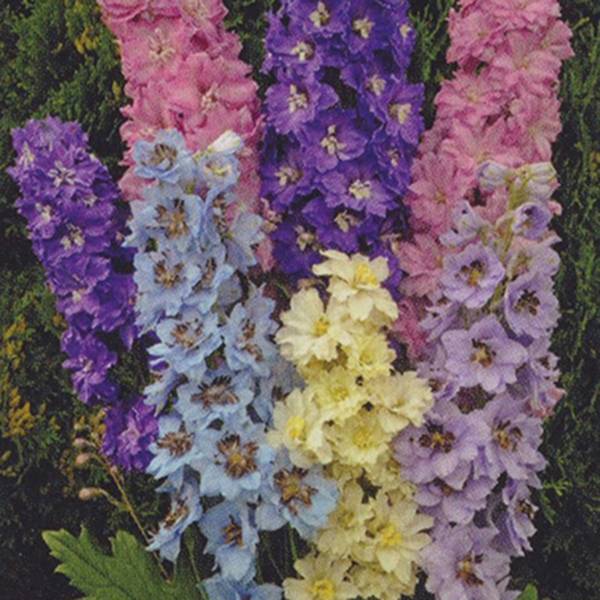 Bilde av DELPHINIUM Mini Stars. RIDDERSPOR, lav