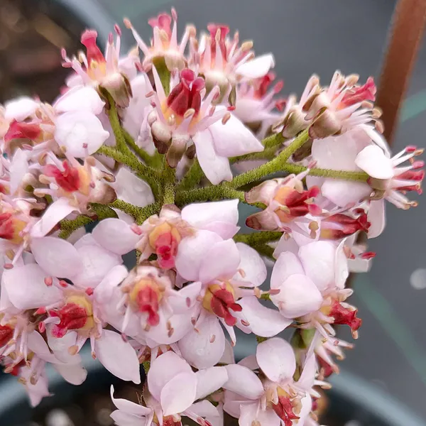 Hovedbilde Darmera peltata - Skjoldsildre - 1 rot