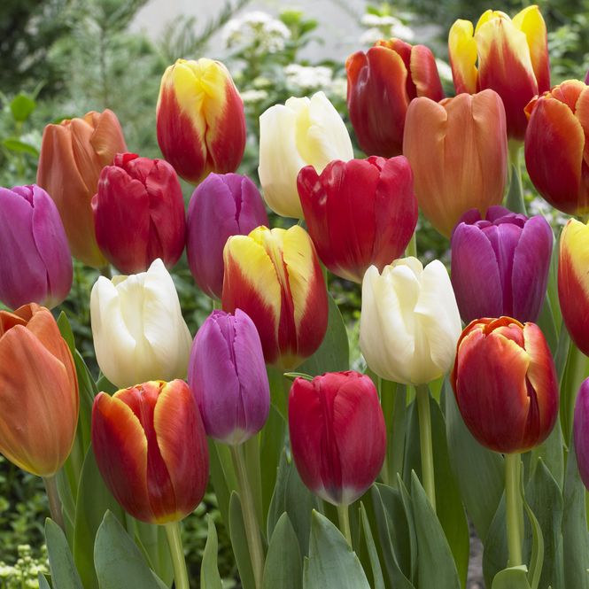 Hovedbilde Tulipaner i miks, triumph-tulipaner - 50 løk