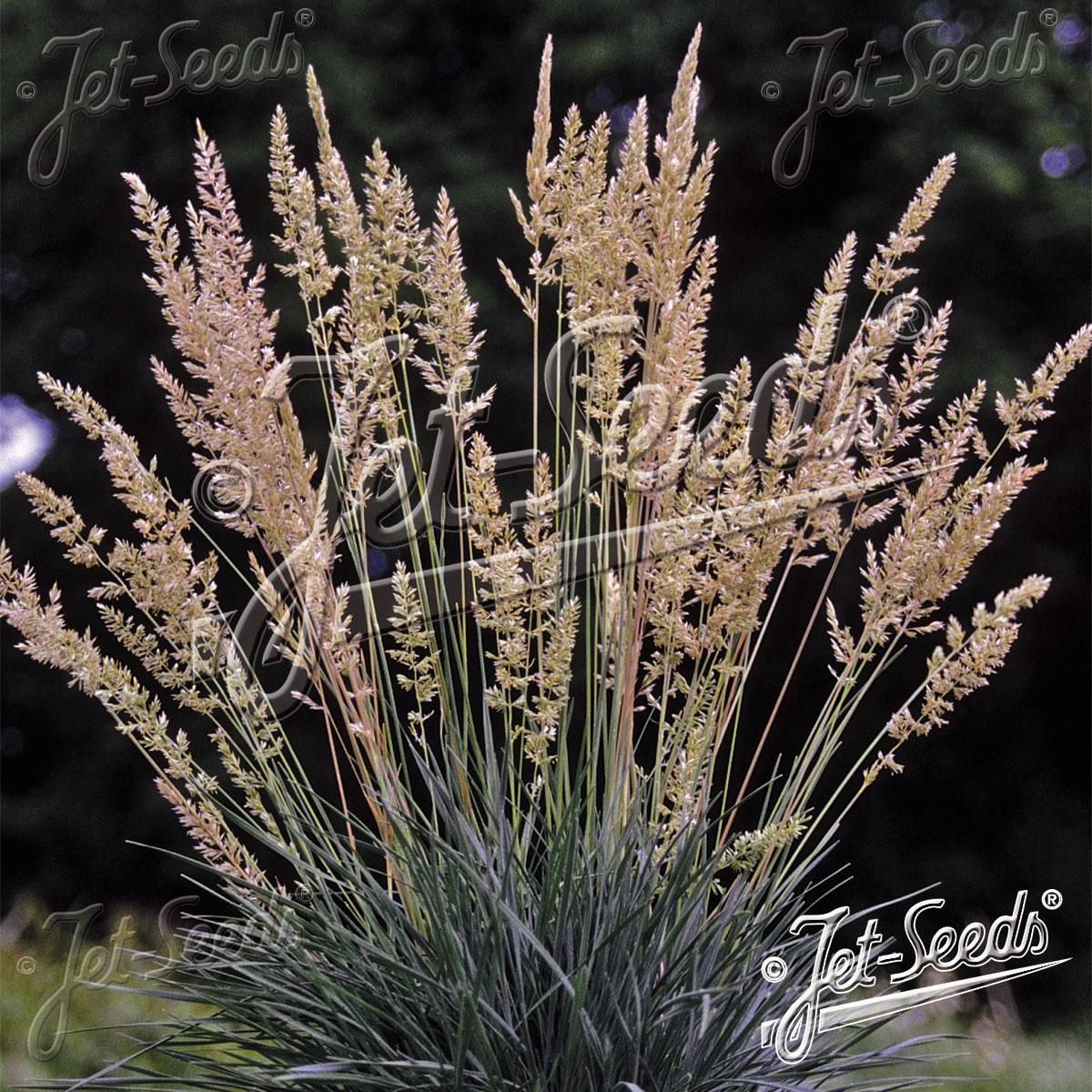 Koeleria glauca Blue Sprite -Frø-