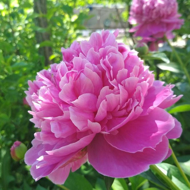 Hovedbilde Paeonia lactiflora Bouquet Perfect. Silkepeon - 1 ...