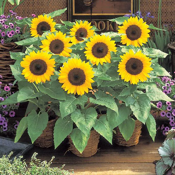Hovedbilde Helianthus annuus Bert F1 -Frø- Solsikke  