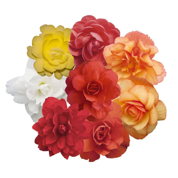 Hovedbilde Begonia tuberhybrida Illumination Mix -Frø-