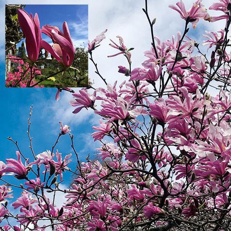 Magnolia Susan - 1 plante i 9 cm potte