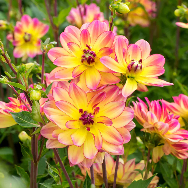 Hovedbilde Dahlia Pacific Ocean - 1 knoll