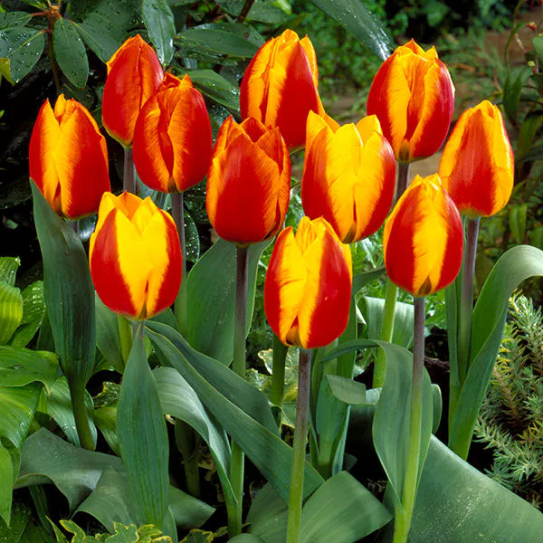 Hovedbilde Tulipan Flair - 8 løk