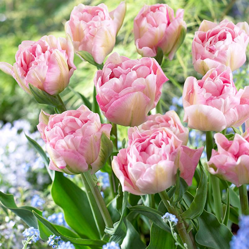 Tulipan Angelique - 6 løk