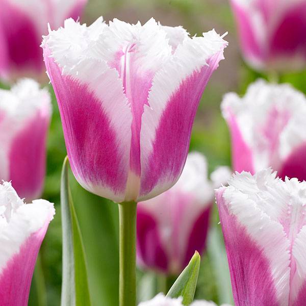 Bilde av Tulipa Siesta - 8 løk