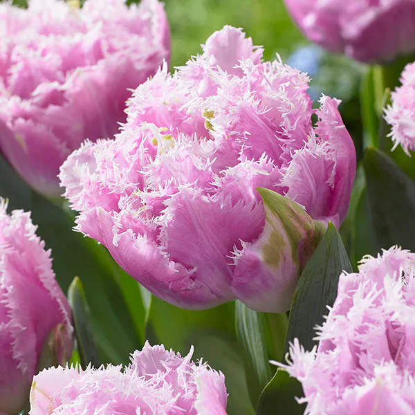 Hovedbilde Tulipan Cairns - 5 løk 