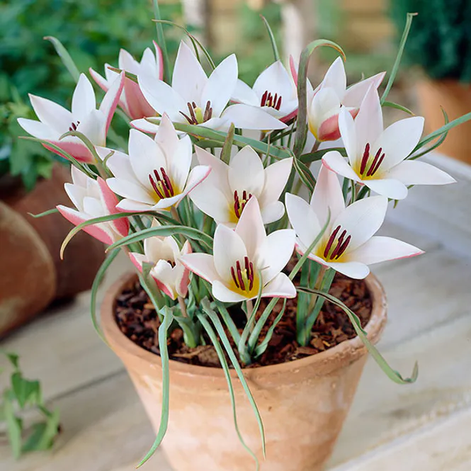 Hovedbilde Tulipan clusiana Lady Jane - 8 løk