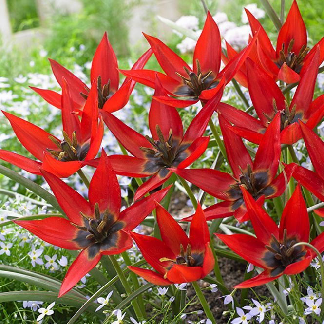 Hovedbilde Botanisk tulipan Lizzy - 10 løk