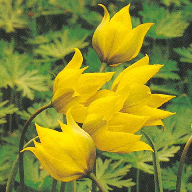Botanisk tulipan Sylvestris  - 10 løk