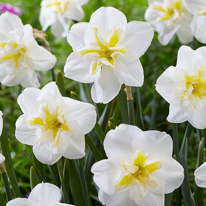 Hovedbilde Påskelilje Lemon Beauty - 5 løk